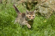 BRITISH SHORTHAIR C005